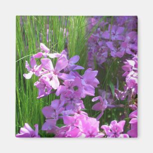 Pink Phlox und Gras Sommer Blüten Magnet