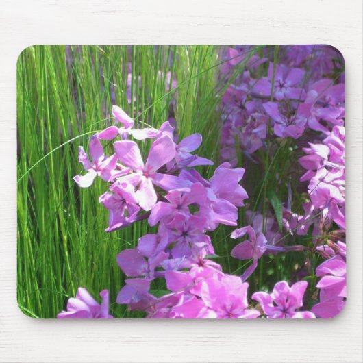 Pink Phlox und Gras Sommer Blüten Mousepad (Vorne)
