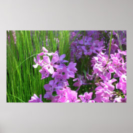 Pink Phlox und Gras Sommer Blüten Poster