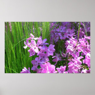 Pink Phlox und Gras Sommer Blüten Poster