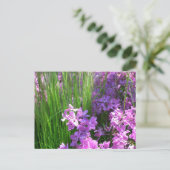 Pink Phlox und Gras Sommer Blüten Postkarte (Stehend Vorderseite)