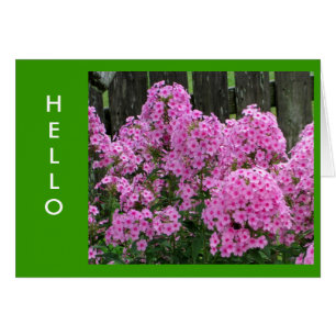 Pink Phlox und Zaun