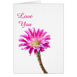 Pink Piazza Kaktus Blume in Blüte