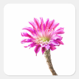 Pink Piazza Kaktus Blume in Blüte Quadratischer Aufkleber