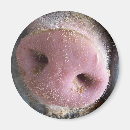 Pink Pig Nase nah Foto Magnet (Vorne)
