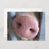 Pink Pig Nase nah Foto Postkarte (Vorne/Hinten)