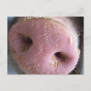 Pink Pig Nase nah Foto Postkarte