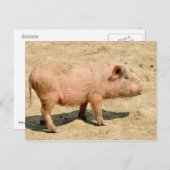 Pink piglet postkarte (Vorne/Hinten)