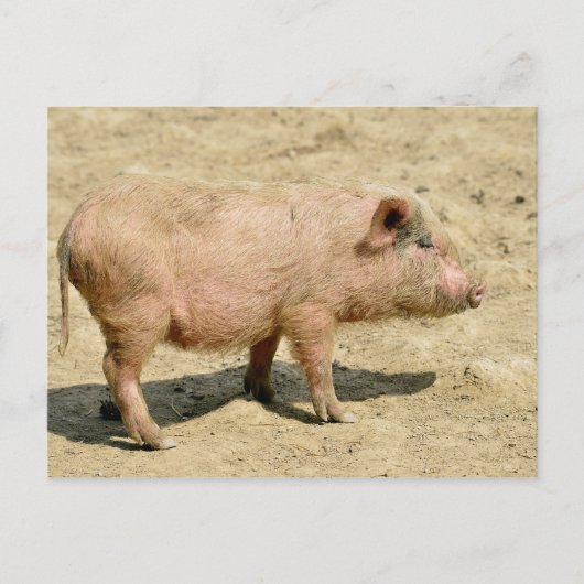 Pink piglet postkarte (Vorderseite)