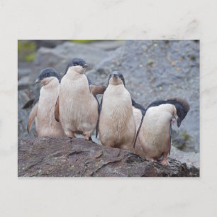 Pink Pingos Postkarte