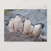 Pink Pingos Postkarte (Vorderseite)