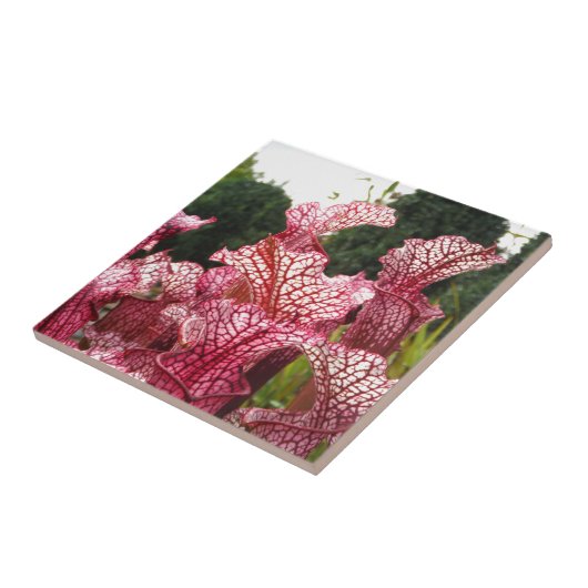 Pink Pitcher-Pflanze Fliese (Seite)