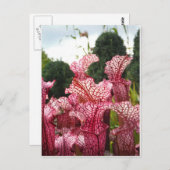 Pink Pitcher-Pflanze Postkarte (Vorne/Hinten)