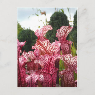 Pink Pitcher-Pflanze Postkarte