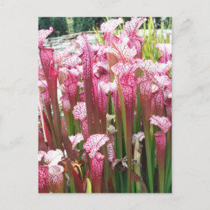 Pink Pitcher Pflanze; Rosa Blume Postkarte