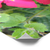 Pink Ployanthus Print Poster (Ecke)