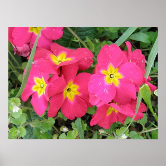 Pink Ployanthus Print Poster (Vorne)