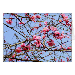 Pink Plum Blossom