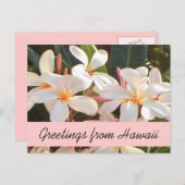Pink plumeria Blume Hawaii Grüße Postkarte (Vorne/Hinten)