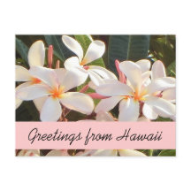 Pink plumeria Blume Hawaii Grüße Postkarte