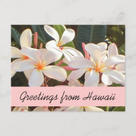 Pink plumeria Blume Hawaii Grüße Postkarte