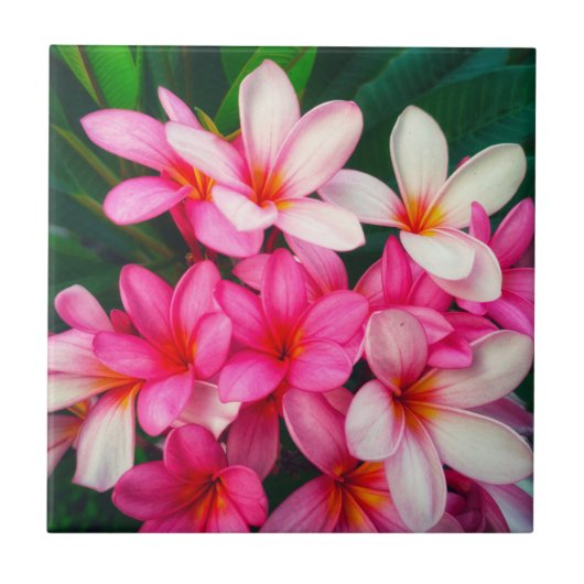 Pink Plumeria Blume Hawaiianische Natur Fliese (Vorderseite)