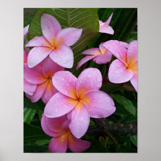 Pink Plumeria Blume Poster (Vorne)