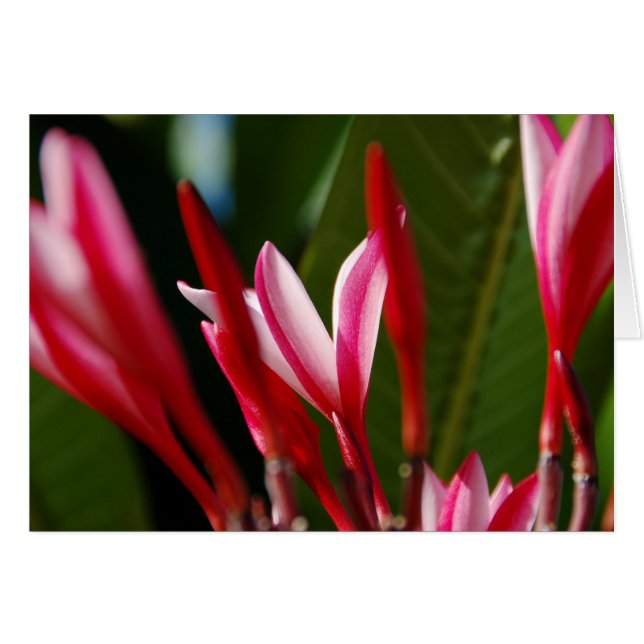 Pink Plumeria Card (Vorderseite (Horizontal))