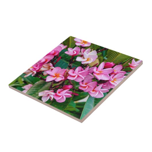 Pink Plumeria Fliese (Seite)