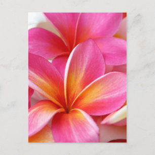 Pink Plumeria Frangipani Hawaii Blume Hawaii Postkarte