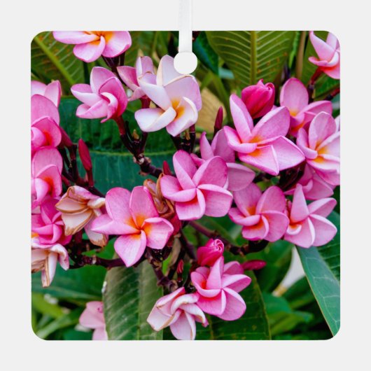 Pink Plumeria Ornament Aus Metall (Vorderseite)