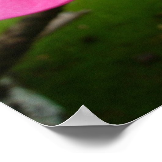 Pink Plumeria Poster (Ecke)