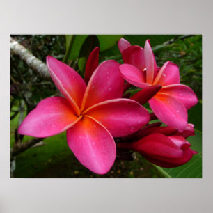 Pink Plumeria Poster