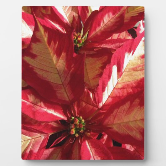 Pink Poinsettia Fotoplatte (Vorderseite)