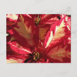 Pink Poinsettia Postkarte