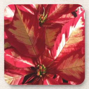 Pink Poinsettia Untersetzer