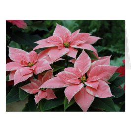 Pink Poinsettia Urlaubskarte