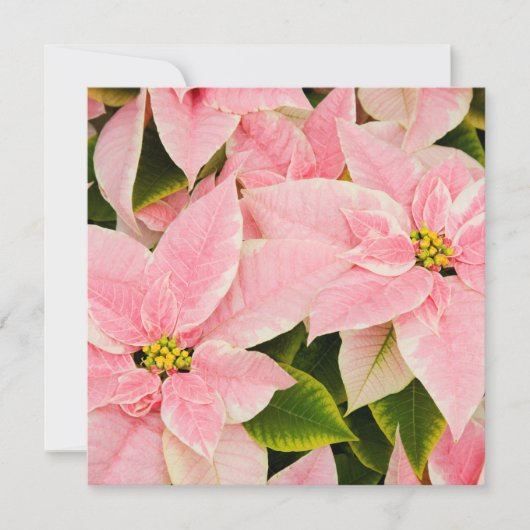 Pink Poinsettias Feiertagskarte (Vorderseite)