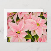 Pink Poinsettias Feiertagspostkarte (Vorne/Hinten)