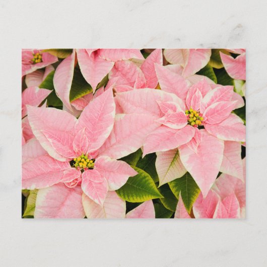 Pink Poinsettias Feiertagspostkarte (Vorderseite)