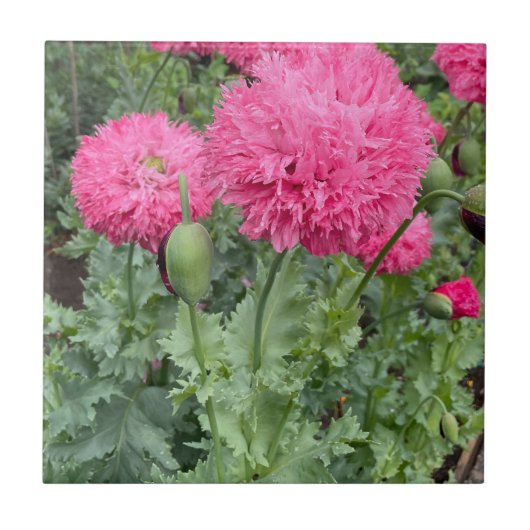 Pink Pom Pom Poppies Fliese (Vorderseite)