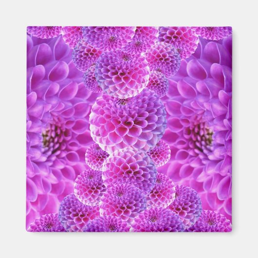 Pink PomPom Dahlia Blume Magnet (Vorne)