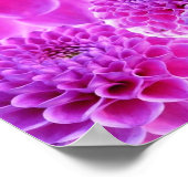Pink PomPom Dahlia Blume Poster (Ecke)