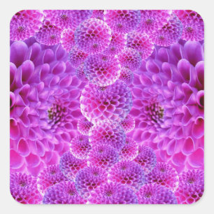 Pink PomPom Dahlia Blume Quadratischer Aufkleber