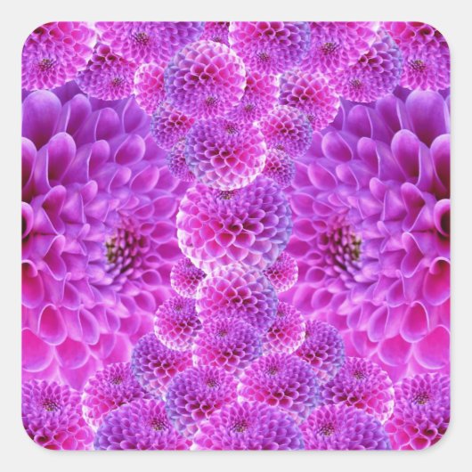 Pink PomPom Dahlia Blume Quadratischer Aufkleber (Vorderseite)