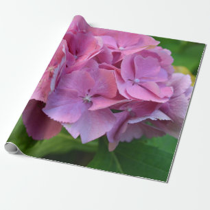 Pink Pompom Hydrangea Hortensia Blume Geschenkpapier