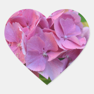 Pink Pompom Hydrangea Hortensia Blume Herz-Aufkleber