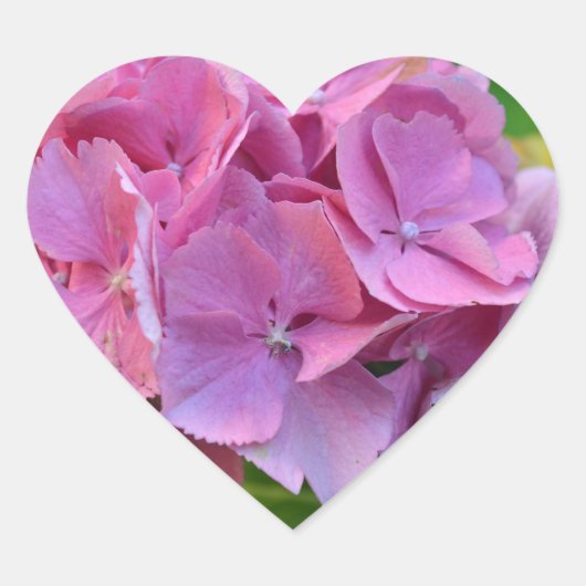 Pink Pompom Hydrangea Hortensia Blume Herz-Aufkleber (Vorderseite)