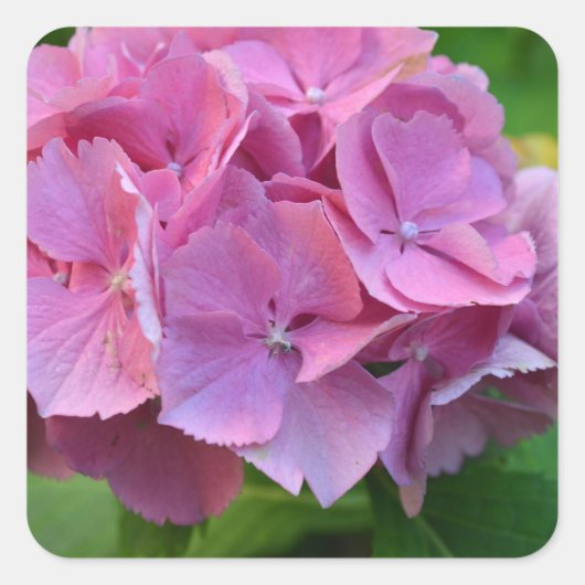 Pink Pompom Hydrangea Hortensia Blume Quadratischer Aufkleber (Vorderseite)