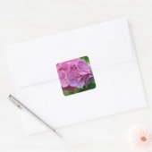 Pink Pompom Hydrangea Hortensia Blume Quadratischer Aufkleber (Umschlag)